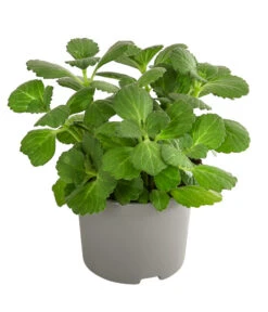 Verpiss-Dich-Pflanze