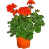 Stehende Geranie, Orange 1 Stehende Geranie, Orange -Geschäft Für Pflanzensamenbedarf 8813206 WE FS 001 PelargoniumZonaleOrangeGeranie