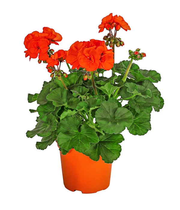 Stehende Geranie, Orange 3 Stehende Geranie, Orange