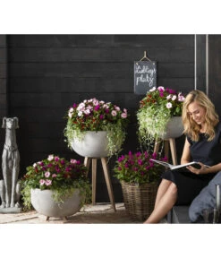 Silberregen -Geschäft Für Pflanzensamenbedarf 8814634 WE MO 003 ImpatiensNeuGuineaDichondraCelosiaVenezuela2021GC15