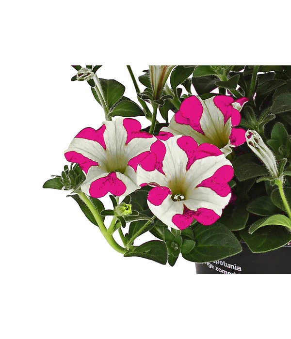 Hängepetunie 'Pink Heart®' 5 Hängepetunie 'Pink Heart®' – Bild 3