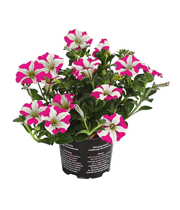 Hängepetunie 'Pink Heart®' 3 Hängepetunie 'Pink Heart®'