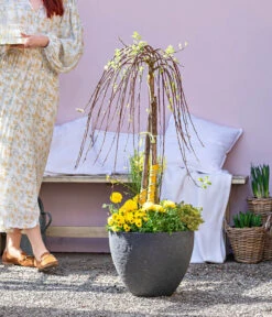 Dehner Gourmet Garten Zitronen-Thymian 9 Dehner Gourmet Garten Zitronen-Thymian -Geschäft Für Pflanzensamenbedarf 8815011 WE MO 001 FrueheFarbefuersZuhauseGelb