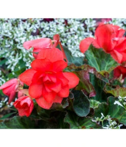 Knollenbegonie, Verschiedene Farben 18 Knollenbegonie, Verschiedene Farben -Geschäft Für Pflanzensamenbedarf 8815110 PR MO 001 BegoniaBegonieBGALucknerMai2017