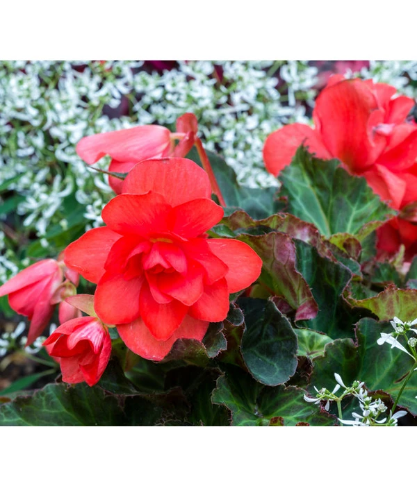 Knollenbegonie, Verschiedene Farben 8 Knollenbegonie, Verschiedene Farben – Bild 6