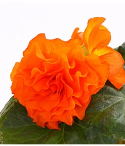 Knollenbegonie, Verschiedene Farben 19 Knollenbegonie, Verschiedene Farben -Geschäft Für Pflanzensamenbedarf 8815110 WE DE 001 KnollenbegonieBegoniaTuberhybridaT12OWDehnerExpressHerzig