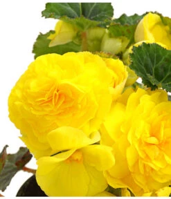 Knollenbegonie, Verschiedene Farben 20 Knollenbegonie, Verschiedene Farben -Geschäft Für Pflanzensamenbedarf 8815110 WE DE 002 KnollenbegonieBegoniaTuberhybridaT12OWDehnerExpressHerzig