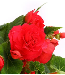 Knollenbegonie, Verschiedene Farben 21 Knollenbegonie, Verschiedene Farben -Geschäft Für Pflanzensamenbedarf 8815110 WE DE 003 KnollenbegonieBegoniaTuberhybridaT12OWDehnerExpressHerzig