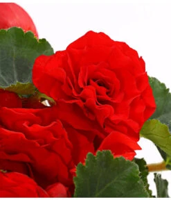 Knollenbegonie, Verschiedene Farben 22 Knollenbegonie, Verschiedene Farben -Geschäft Für Pflanzensamenbedarf 8815110 WE DE 004 KnollenbegonieBegoniaTuberhybridaT12OWDehnerExpressHerzig