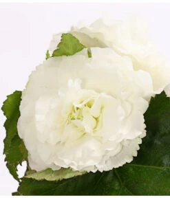 Knollenbegonie, Verschiedene Farben 23 Knollenbegonie, Verschiedene Farben -Geschäft Für Pflanzensamenbedarf 8815110 WE DE 005 KnollenbegonieBegoniaTuberhybridaT12OWDehnerExpressHerzig