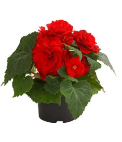 Knollenbegonie, Verschiedene Farben 16 Knollenbegonie, Verschiedene Farben -Geschäft Für Pflanzensamenbedarf 8815110 WE FS 004 KnollenbegonieBegoniaTuberhybridaT12OWDehnerExpressHerzig