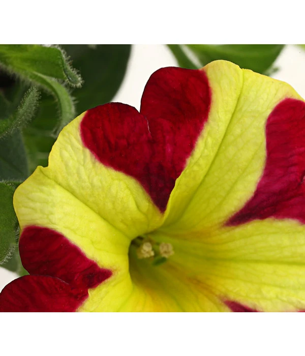 Hängepetunie 'Queen Of Hearts®' 5 Hängepetunie 'Queen Of Hearts®' – Bild 3