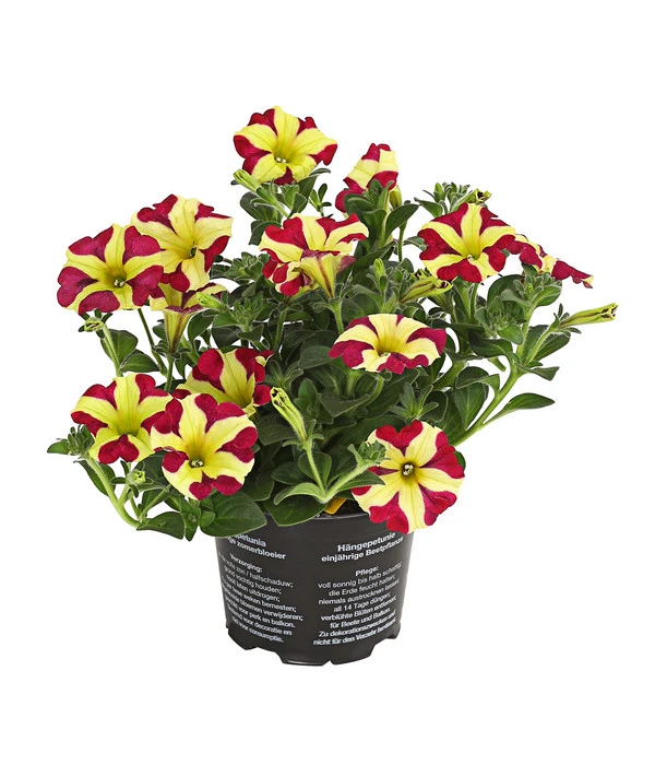 Hängepetunie 'Queen Of Hearts®' 3 Hängepetunie 'Queen Of Hearts®'