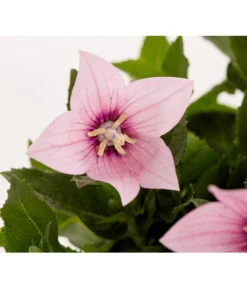 Ballonblume, Verschiedene Farben -Geschäft Für Pflanzensamenbedarf 8817124 PR DE 001 PlatycodonGrandiflorusBallonblumeDehnerExpressZS