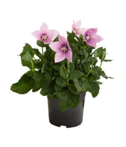 Ballonblume, Verschiedene Farben -Geschäft Für Pflanzensamenbedarf 8817124 PR FS 001 PlatycodonGrandiflorusBallonblumeDehnerZS