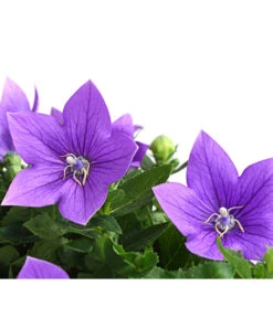 Ballonblume, Verschiedene Farben -Geschäft Für Pflanzensamenbedarf 8817124 WE DE 001 BallonblumePlatycodonGrandiflorusMixT12BlauDehnerExpressHerzig