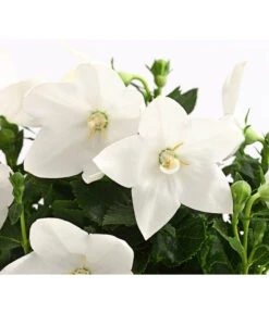 Ballonblume, Verschiedene Farben -Geschäft Für Pflanzensamenbedarf 8817124 WE DE 001 PlatycodonBallonblumeMixWeissT12DehnerExpressHerzig