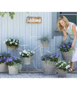 Ballonblume, Verschiedene Farben -Geschäft Für Pflanzensamenbedarf 8817124 WE MO 001 PlatycodonFestuca2021GC13