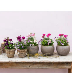 Pflanzen-Trio Frühjahr In Pastell -Geschäft Für Pflanzensamenbedarf 8817355 WE MO 001 FruejahrTrioMixies