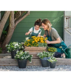 Jasminblütiger Nachtschatten 9 Jasminblütiger Nachtschatten -Geschäft Für Pflanzensamenbedarf 8818007 8826042 8597007 8585796 3711652 8820748 8823155 8823965 8810038 WE MO 001 SolanumBidensGelbWeiss 2