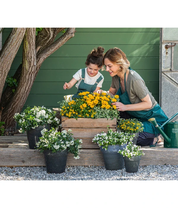 Jasminblütiger Nachtschatten 5 Jasminblütiger Nachtschatten – Bild 3