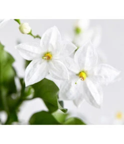 Jasminblütiger Nachtschatten 11 Jasminblütiger Nachtschatten -Geschäft Für Pflanzensamenbedarf 8818007 WE DE 003 SolanumJasminNachtschattenDehnerExpressZS