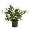 Jasminblütiger Nachtschatten -Geschäft Für Pflanzensamenbedarf 8818007 WE FS 001 SolanumJasminT12Dehner
