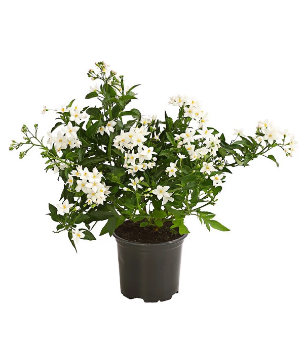 Jasminblütiger Nachtschatten 3 Jasminblütiger Nachtschatten