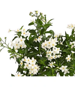 Jasminblütiger Nachtschatten 10 Jasminblütiger Nachtschatten -Geschäft Für Pflanzensamenbedarf 8818007 we de 001 SolanumJasminT12Dehner