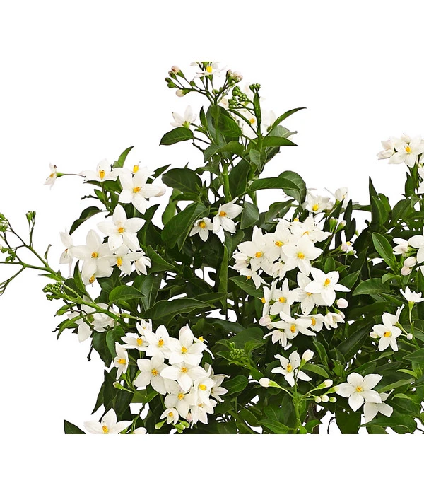 Jasminblütiger Nachtschatten 6 Jasminblütiger Nachtschatten – Bild 4