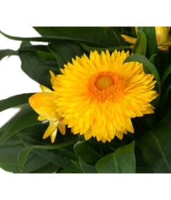 XXL Strohblume -Geschäft Für Pflanzensamenbedarf 8819765 WE DE 002 Strohblume