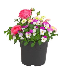 Pflanzen-Trio Frühjahr In Pastell