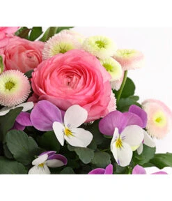 Pflanzen-Trio Frühjahr In Pastell -Geschäft Für Pflanzensamenbedarf 8823031 WE DE 001 FruehjahrRosaT17