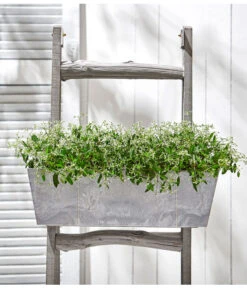 Zauberschnee 'Diamond Frost' -Geschäft Für Pflanzensamenbedarf 8823155 PR MO 001 zauberschnee