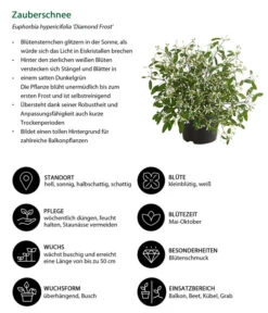 Zauberschnee 'Diamond Frost' -Geschäft Für Pflanzensamenbedarf 8823155 WE IG 001 EuphorbiaDiamondFrostT14