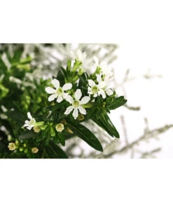 Pflanzen-Duo Herbstbrise, Verschiedene Sorten -Geschäft Für Pflanzensamenbedarf 8823833 WE DE 001 GitterkrautKoecherbluemchenMixWeiss