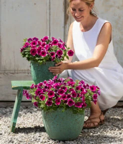 Hängepetunie 'Picotee' 11 Hängepetunie 'Picotee' -Geschäft Für Pflanzensamenbedarf 8824021 4273900 4273918 4273934 WE MO 001 HaengepetuniePicoteeT12 CrossSellTeaser