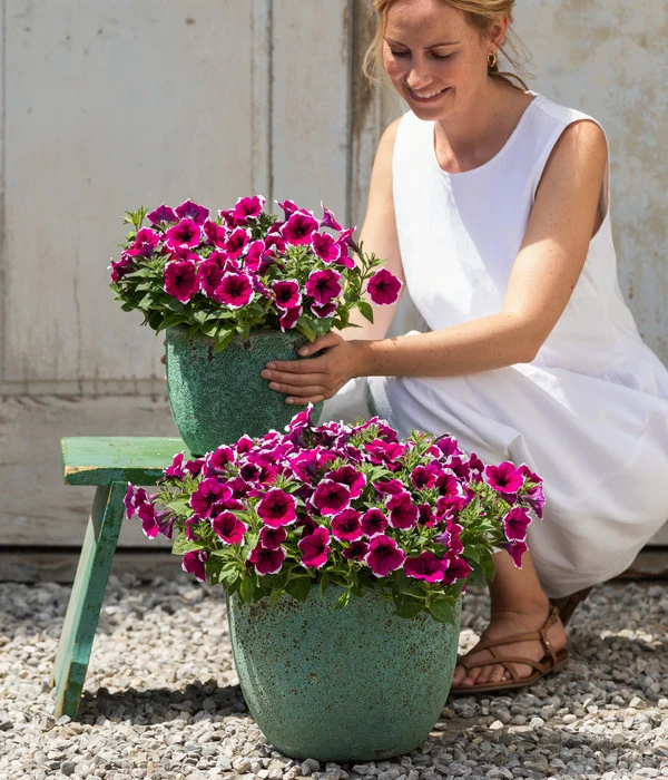 Hängepetunie 'Picotee' 6 Hängepetunie 'Picotee' – Bild 4