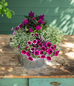 Hängepetunie 'Picotee' 10 Hängepetunie 'Picotee' -Geschäft Für Pflanzensamenbedarf 8824021 8810657 WE MO 002 PetuniePicoteeMinihaengepetuniet12 Onlineshop 2022 KW29 02