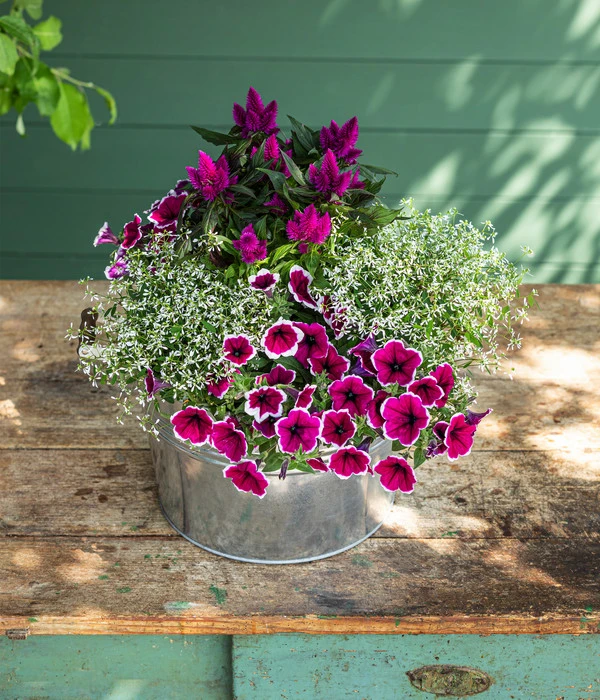 Hängepetunie 'Picotee' 5 Hängepetunie 'Picotee' – Bild 3