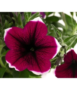 Hängepetunie 'Picotee' 13 Hängepetunie 'Picotee' -Geschäft Für Pflanzensamenbedarf 8824021 WE DE 003 HaengepetuniePICOTEET12