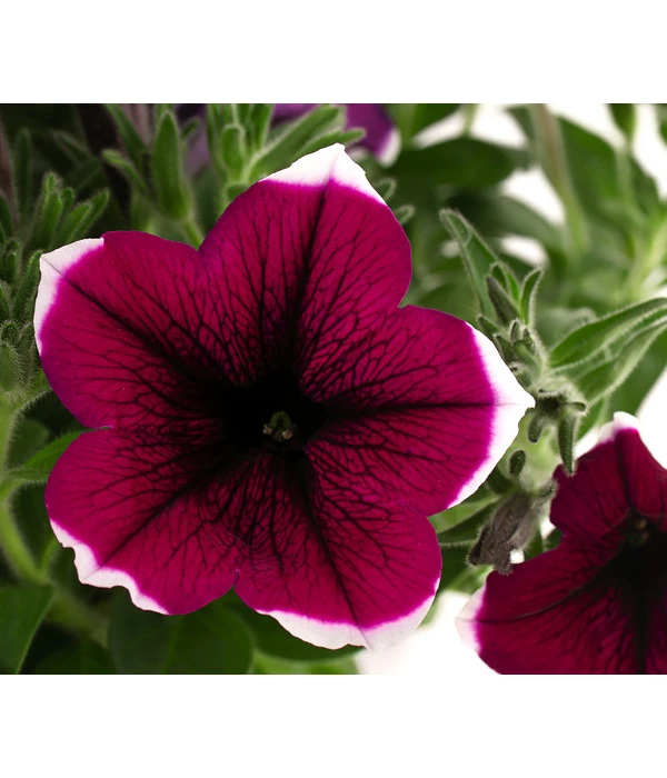 Hängepetunie 'Picotee' 8 Hängepetunie 'Picotee' – Bild 6