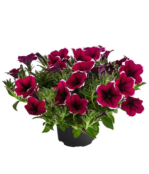 Hängepetunie 'Picotee' 3 Hängepetunie 'Picotee'