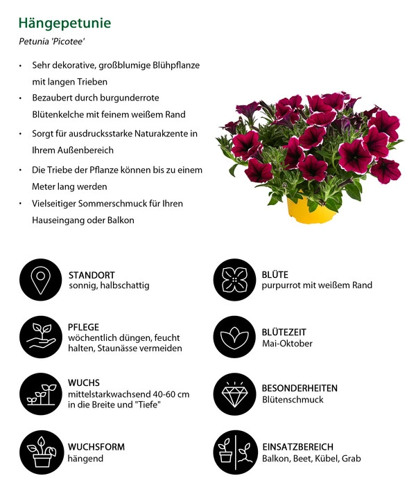 Hängepetunie 'Picotee' 7 Hängepetunie 'Picotee' – Bild 5
