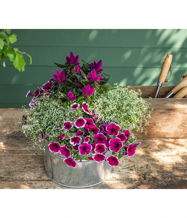 Hängepetunie 'Picotee' 4 Hängepetunie 'Picotee' – Bild 2