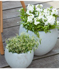 Zauberschnee 'Diamond Frost' -Geschäft Für Pflanzensamenbedarf 8826083 8823155 PR MO 001 LevkojeMatthiolaEuphorbiaDiamondFrostZauberschneeOlafSzcepaniak