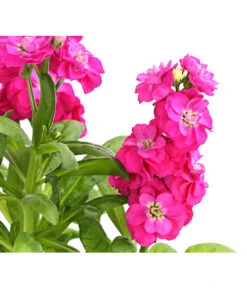 Levkoje, Verschiedene Sorten -Geschäft Für Pflanzensamenbedarf 8826083 WE DE 001 MatthiolaLevkojeDehnerExpressHerzig