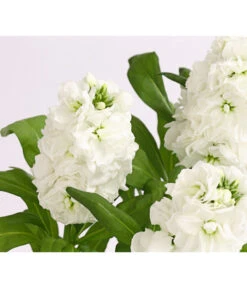 Levkoje, Verschiedene Sorten -Geschäft Für Pflanzensamenbedarf 8826083 WE DE 002 MatthiolaLevkojeDehnerExpressHerzig