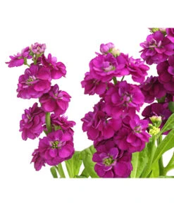 Levkoje, Verschiedene Sorten -Geschäft Für Pflanzensamenbedarf 8826083 WE DE 003 MatthiolaLevkojeDehnerExpressHerzig