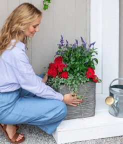 Silberregen -Geschäft Für Pflanzensamenbedarf 8826190 WE MO 001 SalivaT12 RotBlau